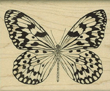 Butterfly 3