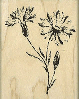 Pressed Daisies