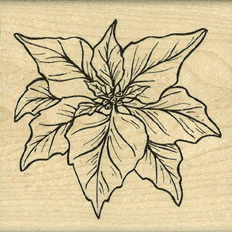 Poinsettia